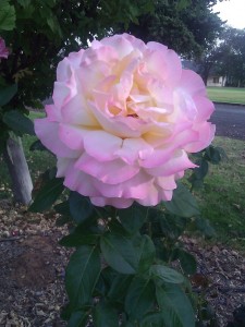 My mega rose represents a mega message - how to balance being with doing.