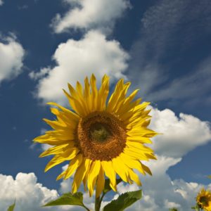 life-is-like-sunflowers-with-this-mind-body-spirit-transformation-with-sharon-halliday
