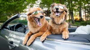 These guys know how to have a good time! Two dogs in a car with sunglasses on.