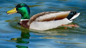 The classic duck, calm on the surface, turbulent underneath.